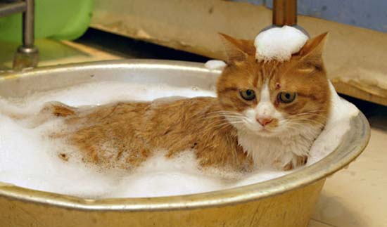 Ways to bath the cats. (Buyontheway)