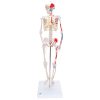 Human Body Bone Set (Buyontheway)