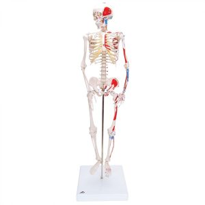 Human Body Bone Set (Buyontheway)